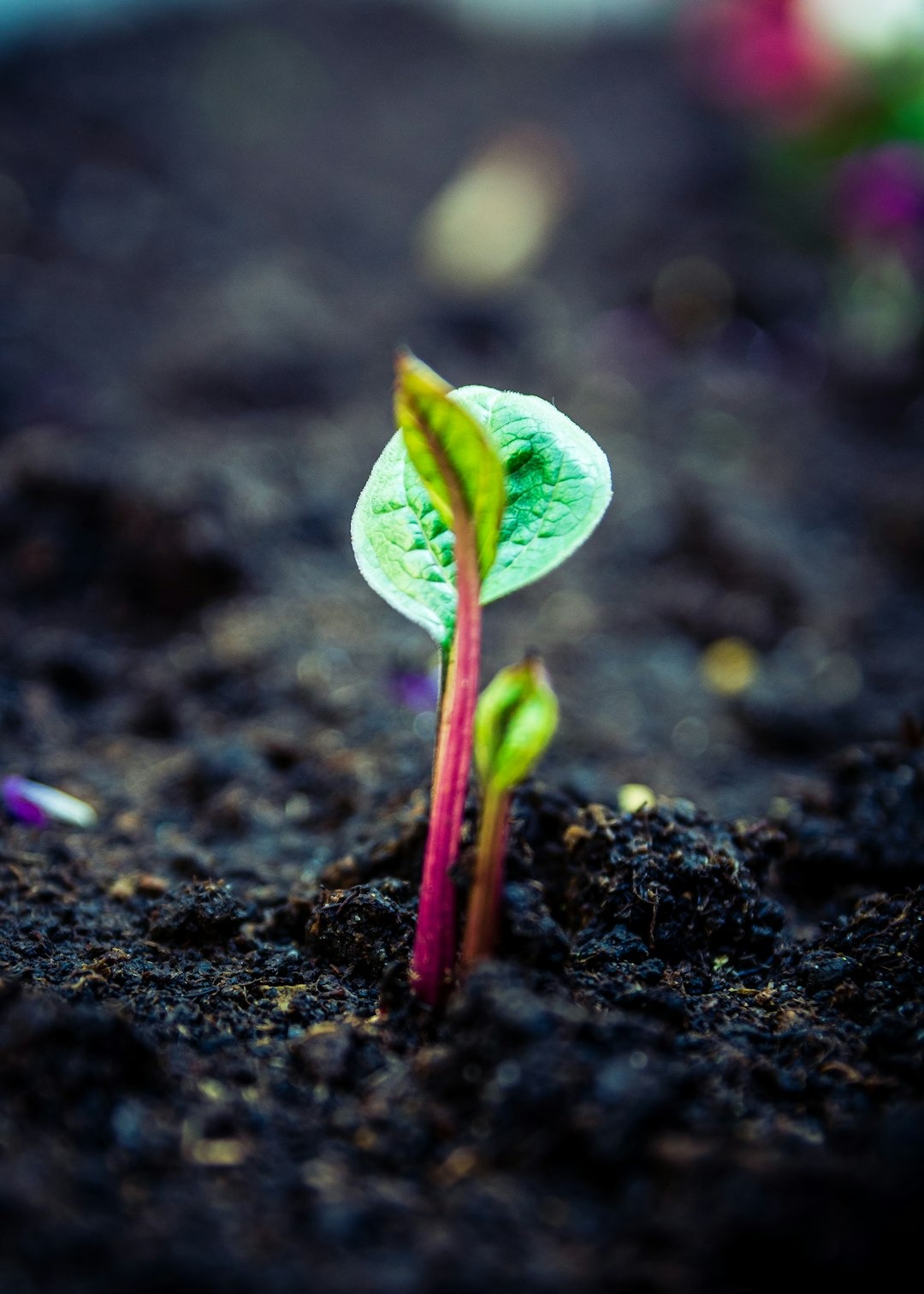 Green sprout with a reddish-purple stem growing from dark soil.