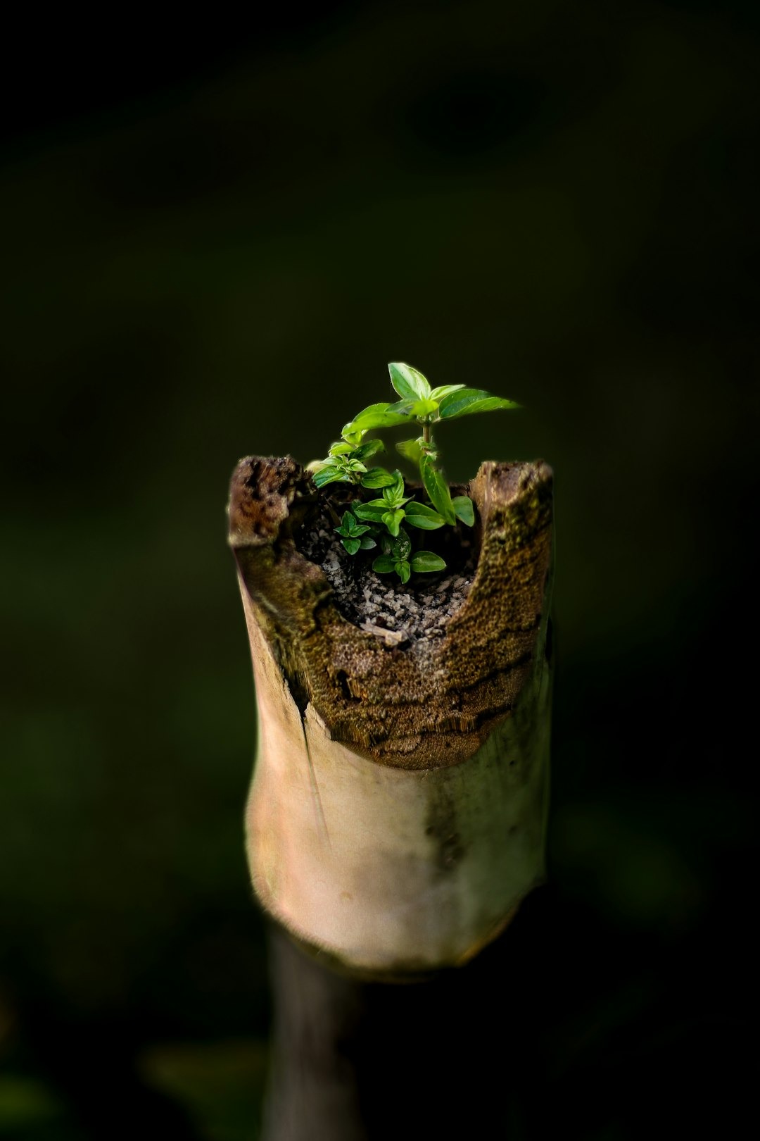 Green plant sprouts from a weathered wooden log.
